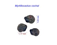 Myrtillocactus cochal.jpg
